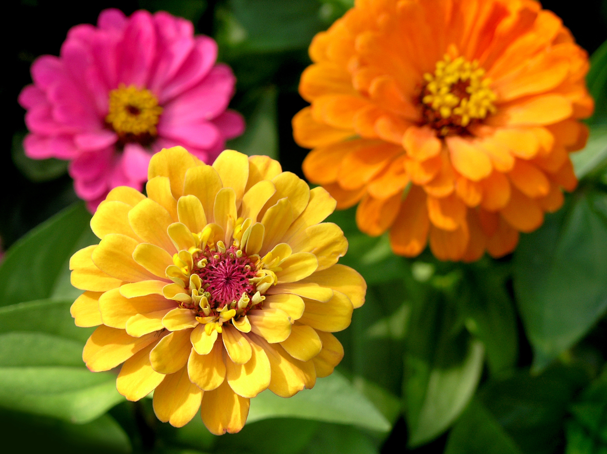 zinnia care