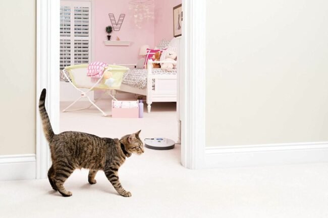 A cat walking past a cat repellent