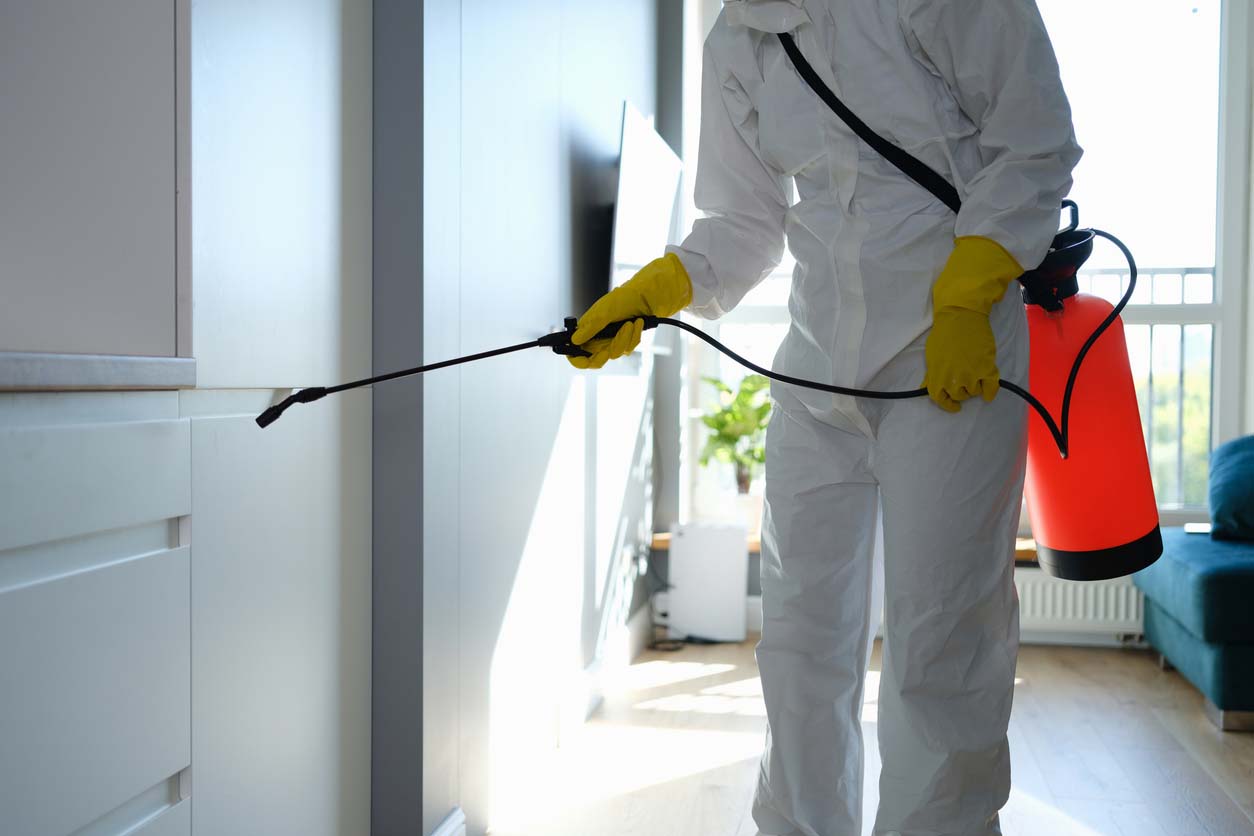 How to Get Rid of Asian Beetles