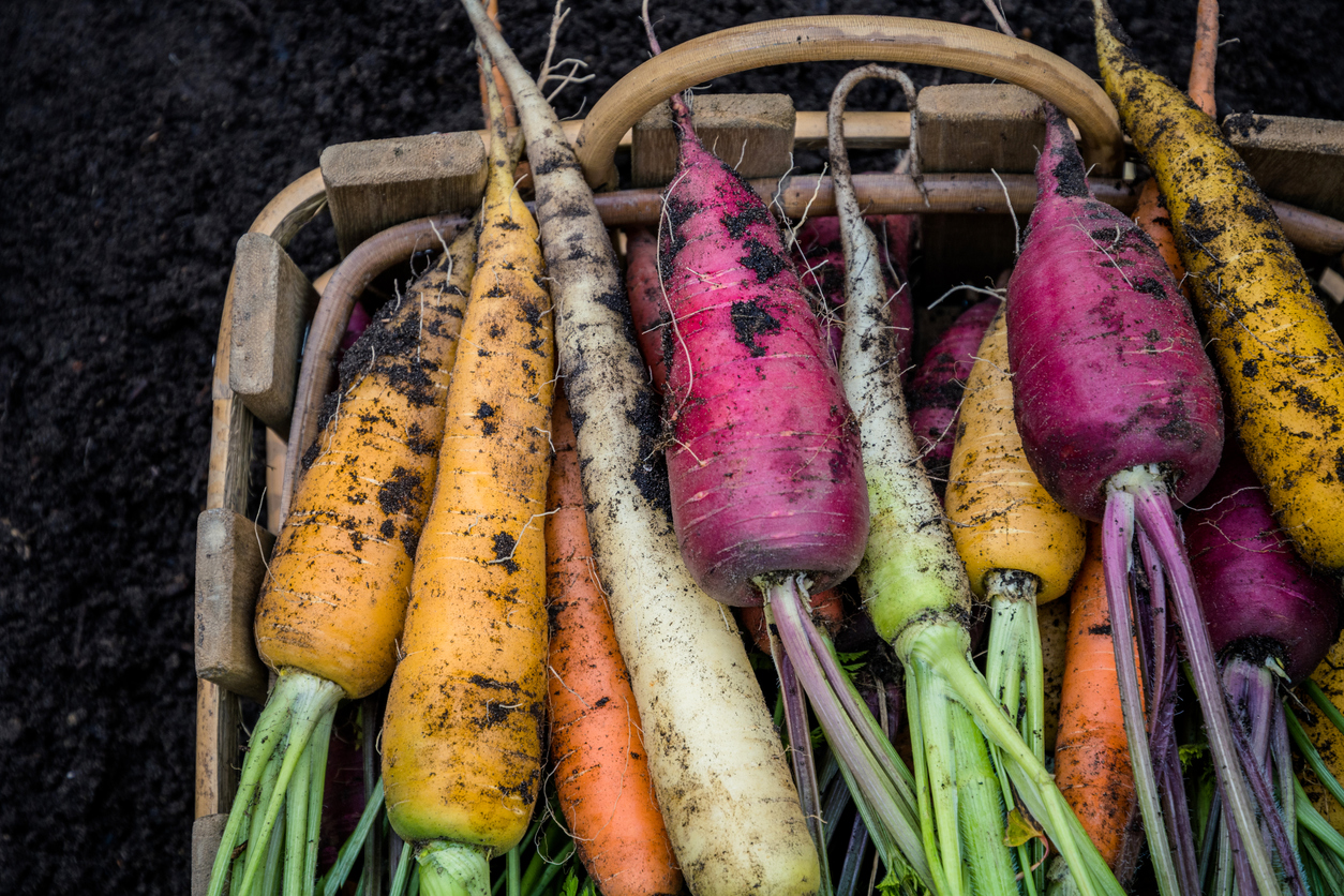 how to grow carrots