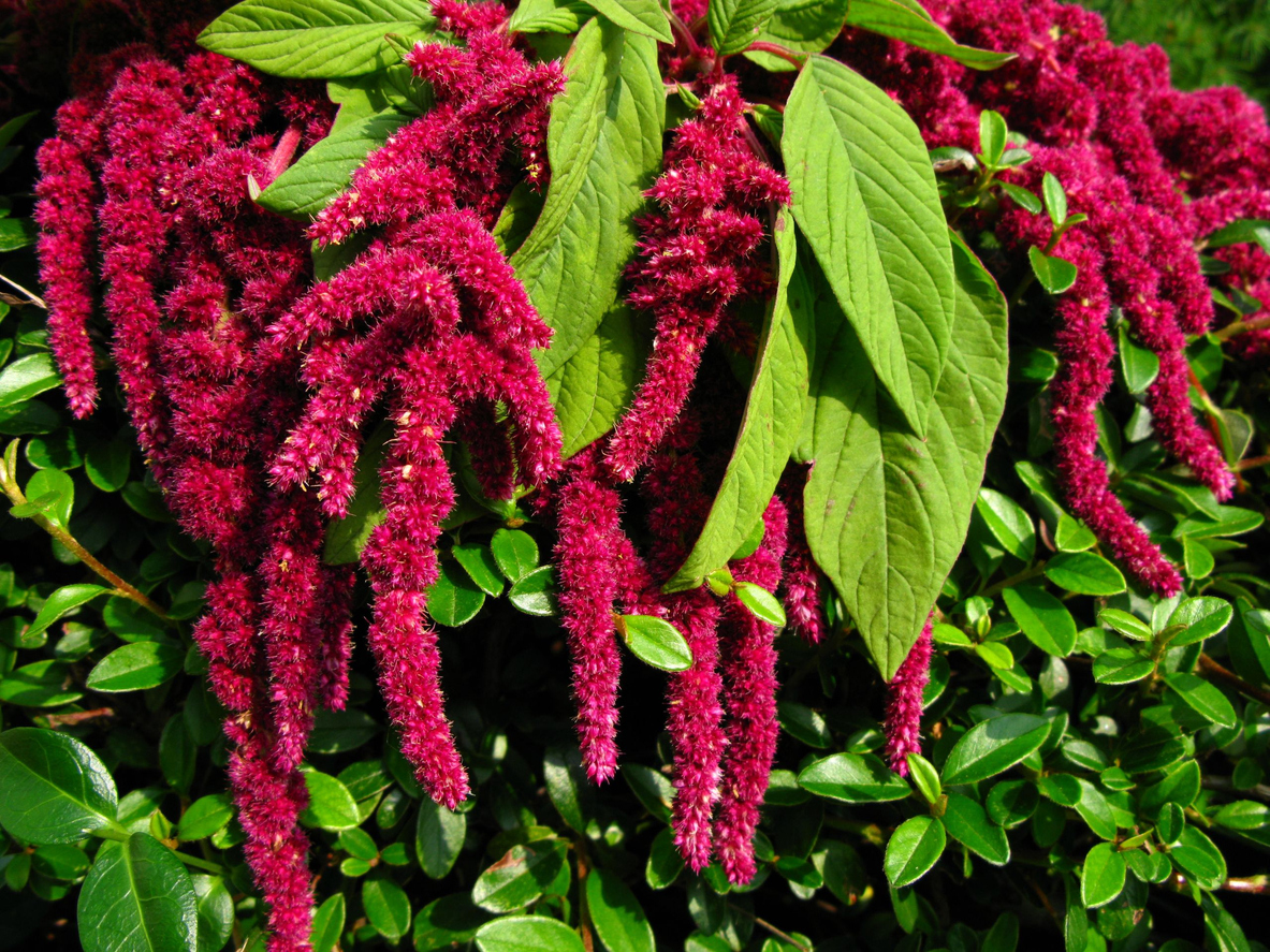 summer flowers