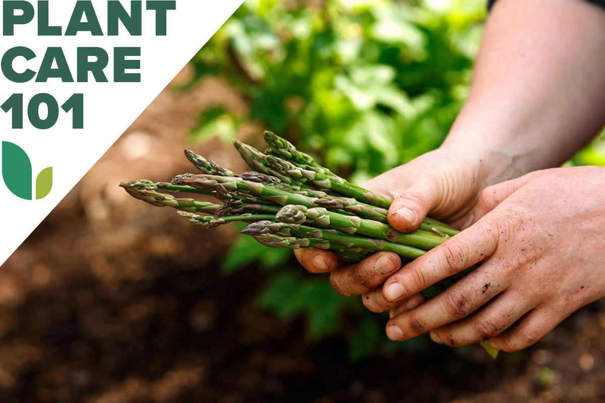 how to grow asparagus - asparagus plant care 101