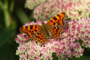 butterfly bush care