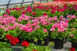 Geranium Care for In-Ground or Outdoor Containers - Bob Vila