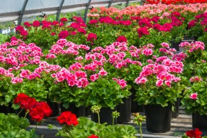 Geranium Care for In-Ground or Outdoor Containers - Bob Vila