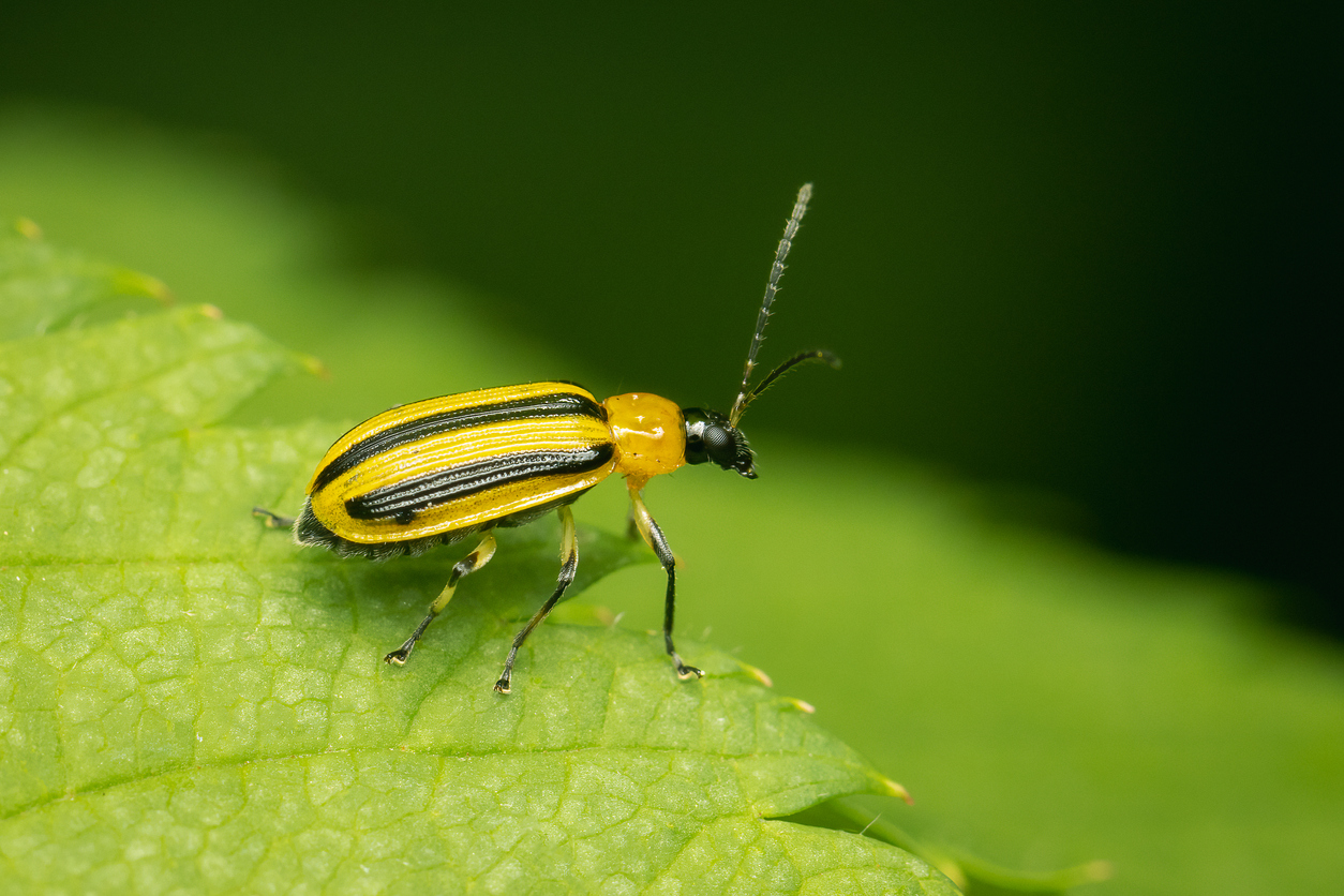 how to get rid of cucumber beetles