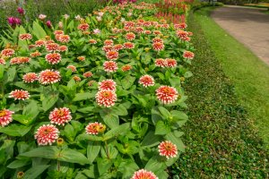 zinnia care
