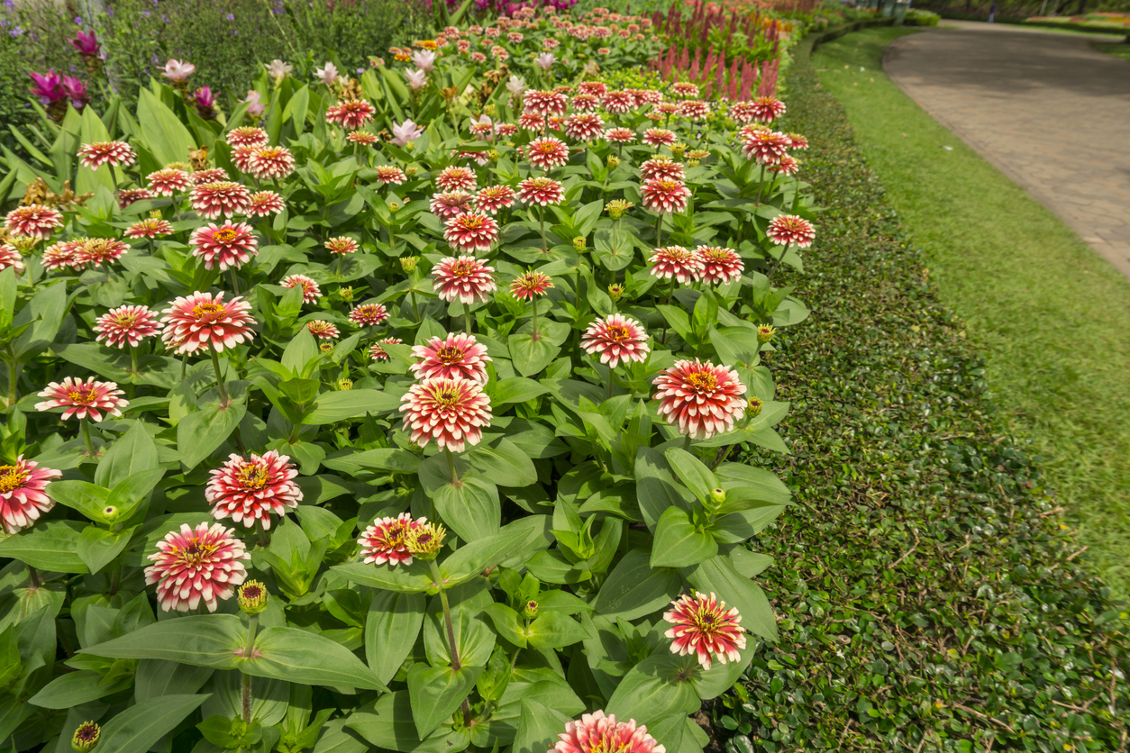 zinnia care