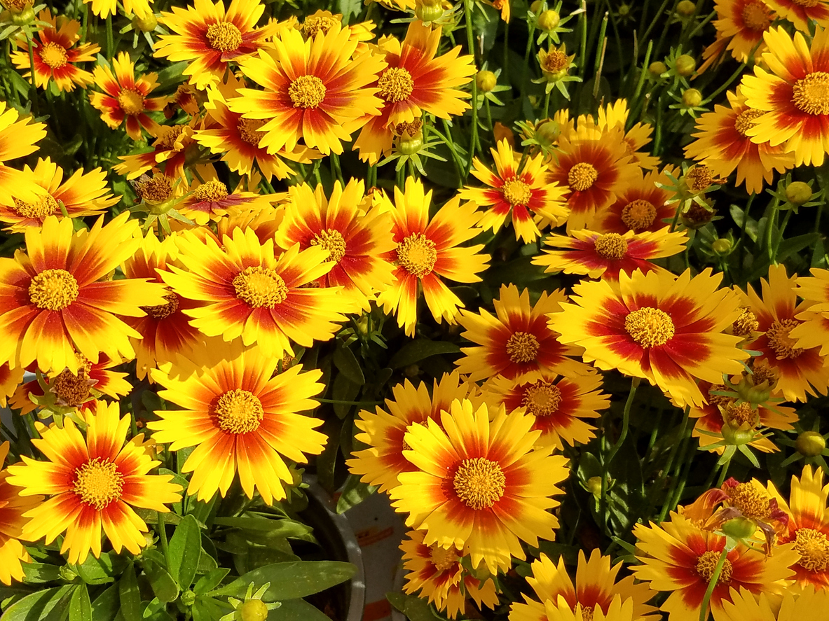 summer flowers