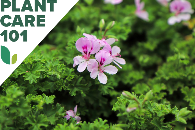 3 Special Geraniums to Seek Out for Your Garden