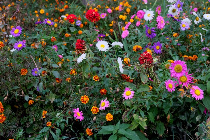 Late Bloomers: 25 Summer Flowers to Keep Color in Your Garden