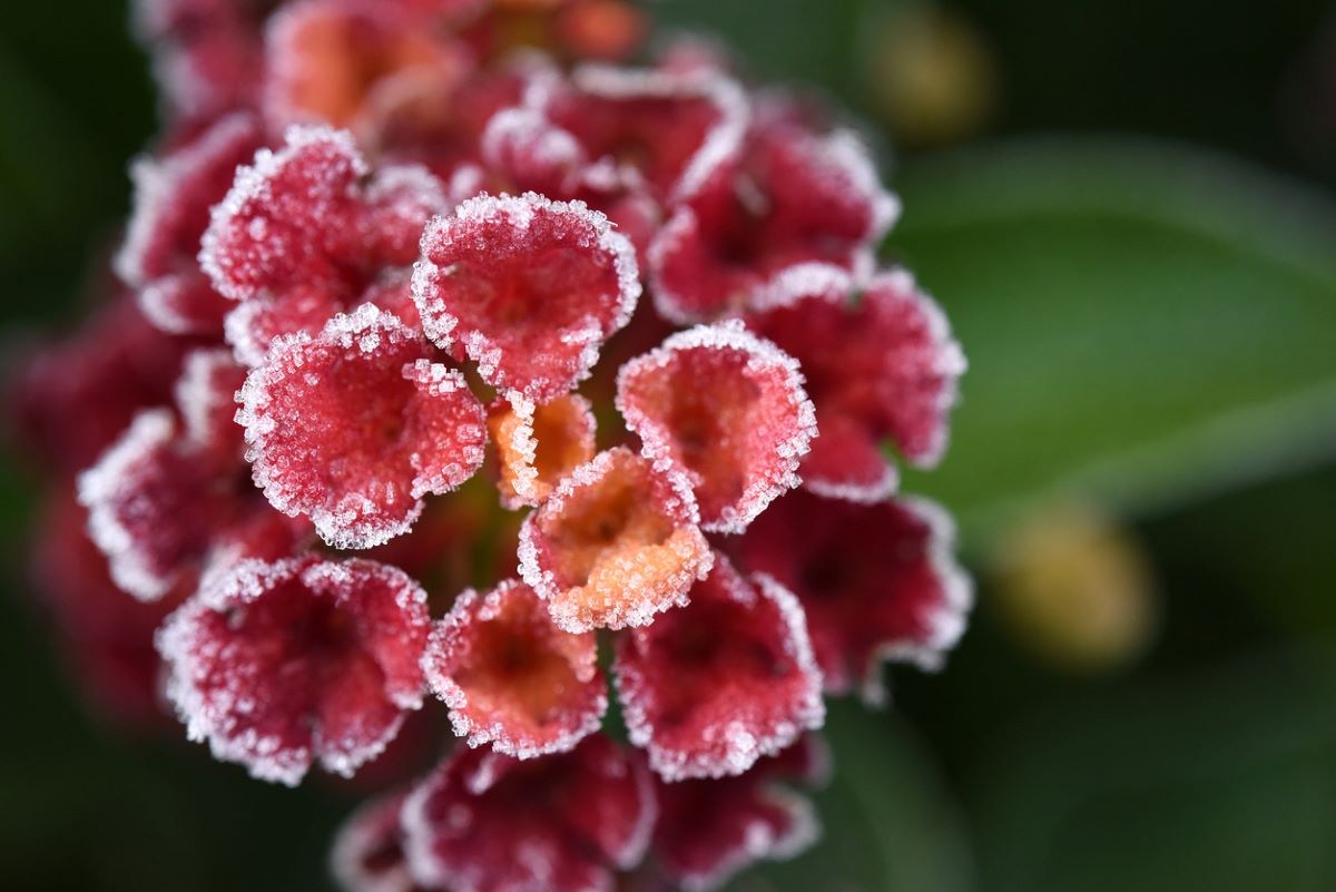 How to Grow Lantana - Bob Vila