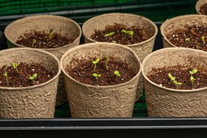 zinnia care