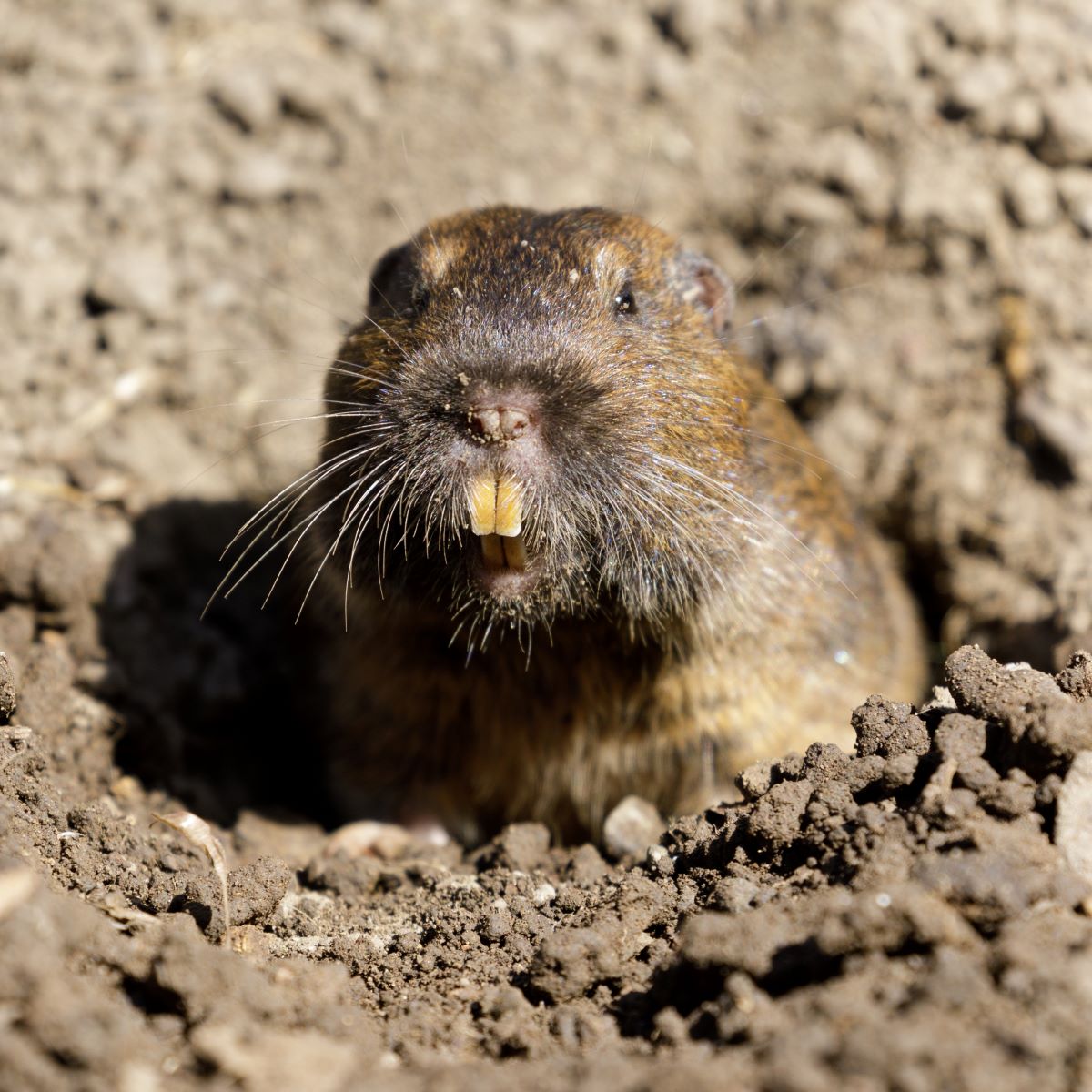 Close up of a gopher popping up from underground, with prominent teeth.