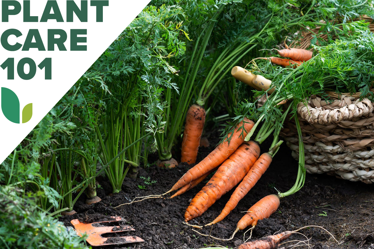 how to grow carrots - carrot plant care 101
