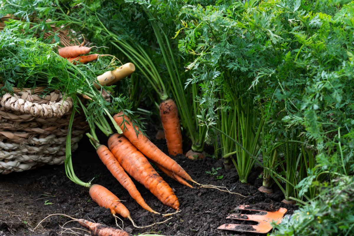A bunch of carrots growing in loamy soil.