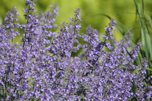 Catmint (Nepeta x faassenii) growing purple blooms.