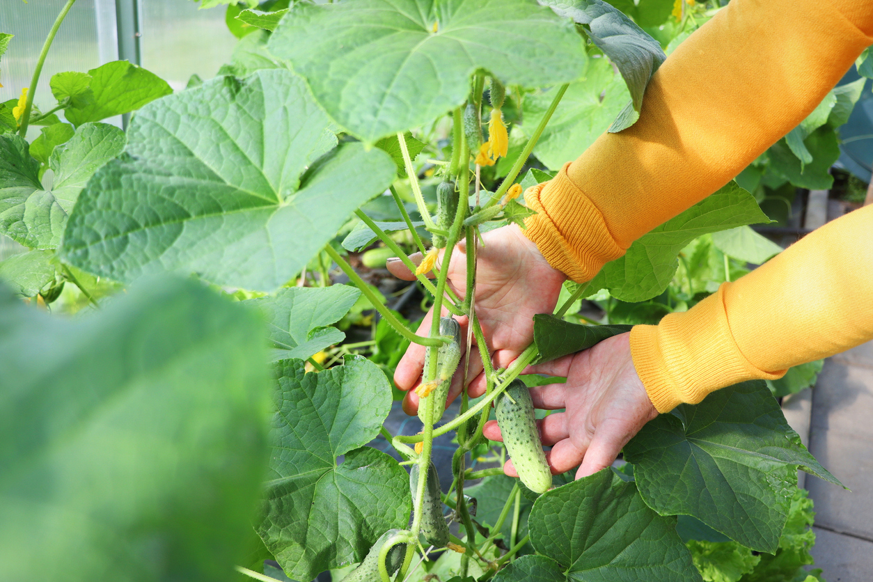 how to get rid of cucumber beetles