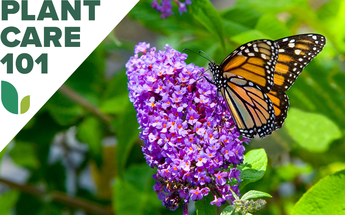 butterfly bush plant care 101 - how to grow butterfly bush
