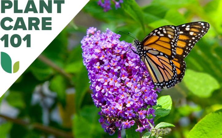 How to Grow Butterfly Bush