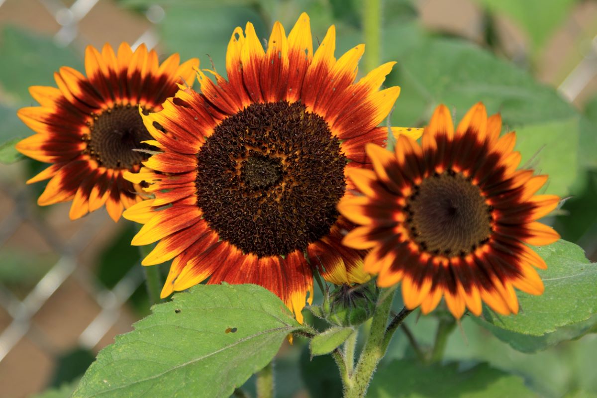 10 Fun Facts About Sunflowers