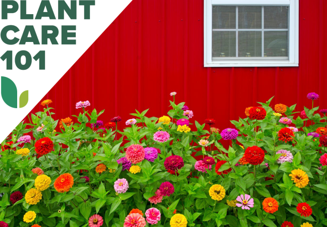 23 Annual Flowers That Add a Pop of Personality to Any Home Landscape