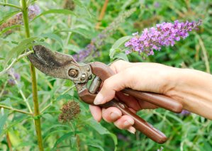 butterfly bush care