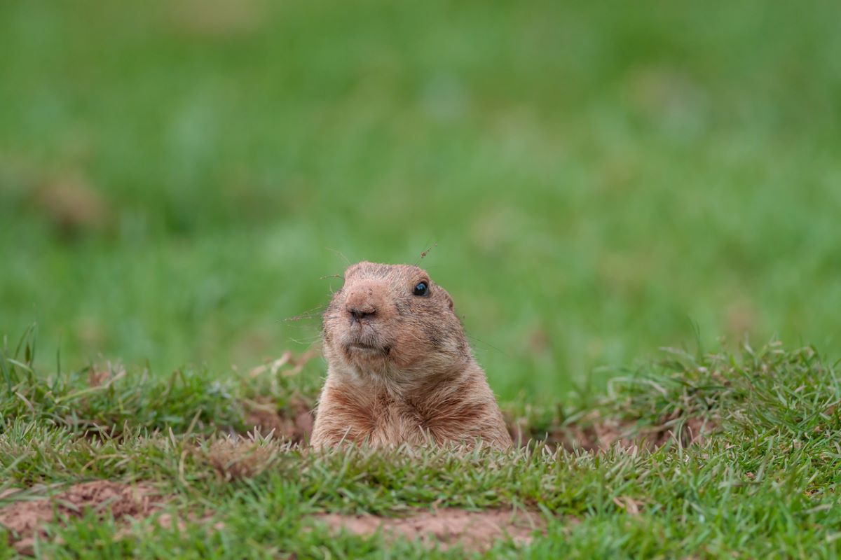 Gopher vs. Groundhog: How to Tell These Pests Apart - Bob Vila