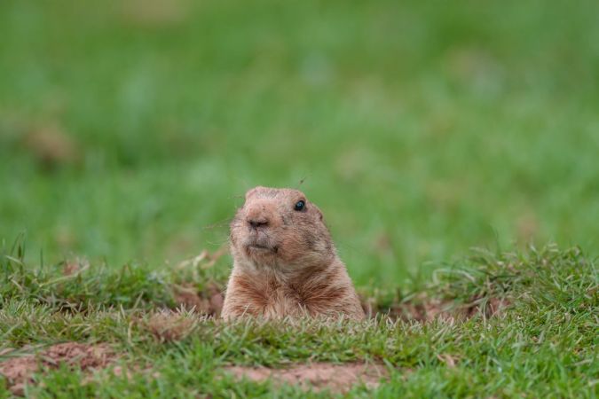 Gopher vs. Groundhog: Which Burrowing Critter Is Invading Your Lawn and Garden?
