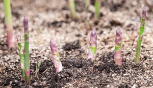 how to grow asparagus