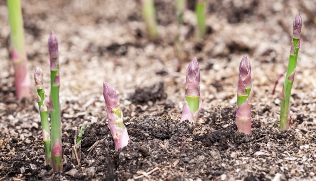 how to grow asparagus