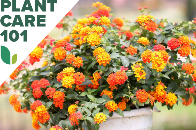 how to grow lantana - lantana plant care 101