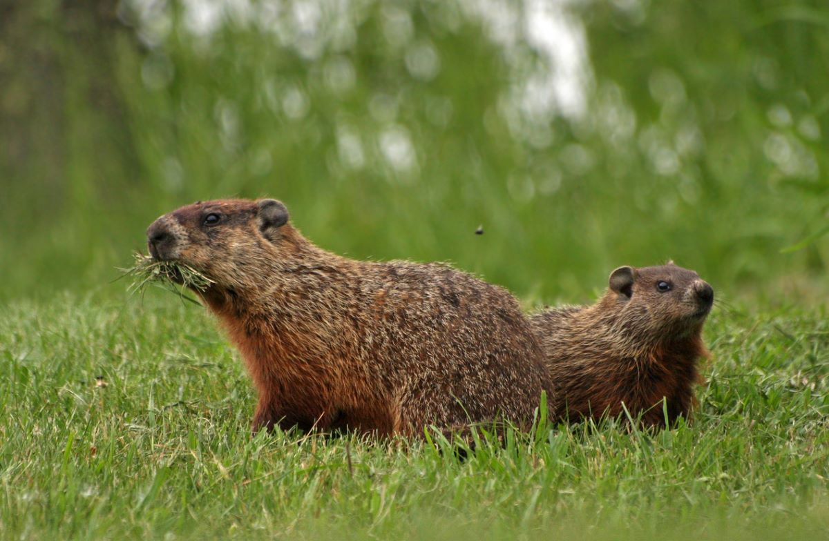 Two groundhogs in a grassy field, one with grass in its mouth.