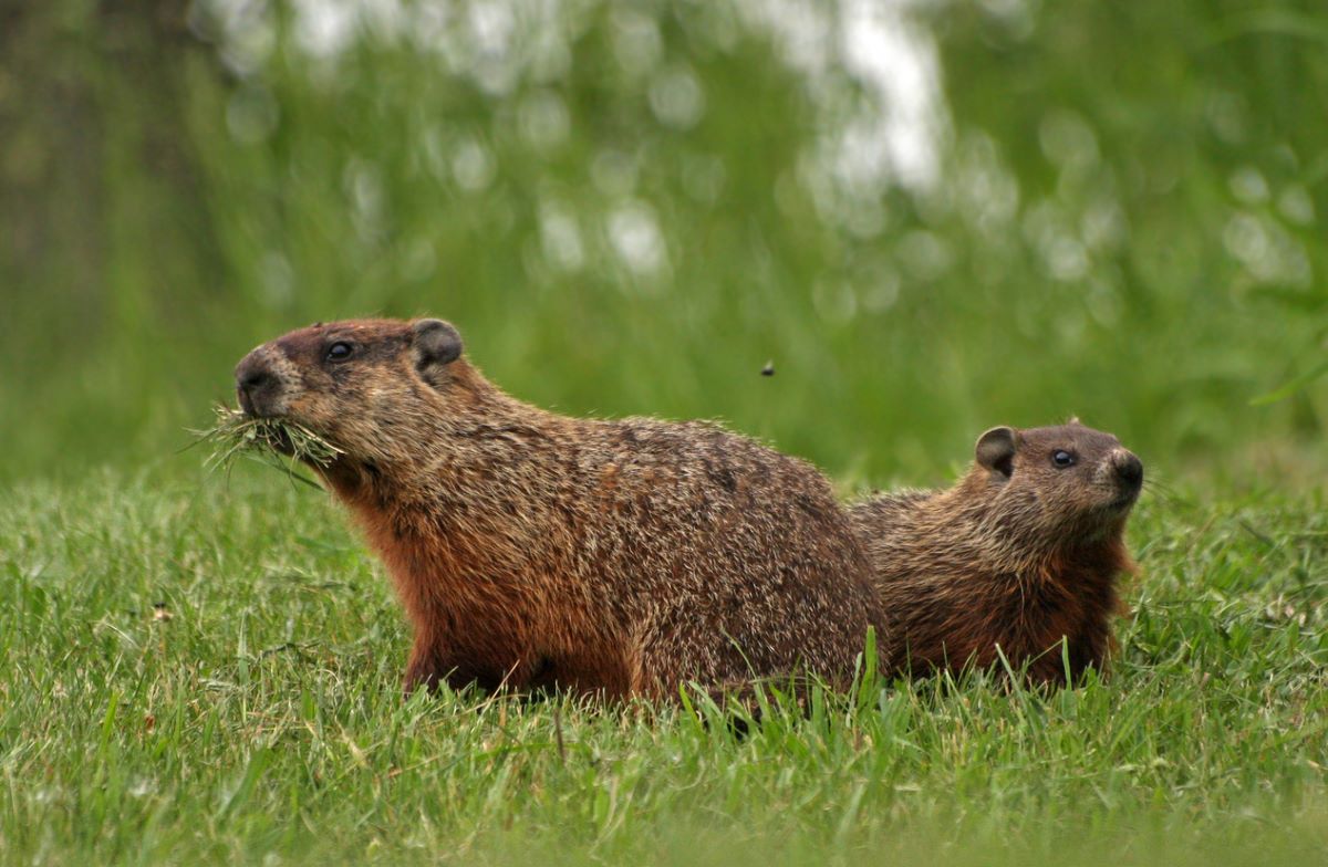 gopher vs. groundhog