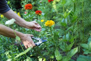 zinnia care