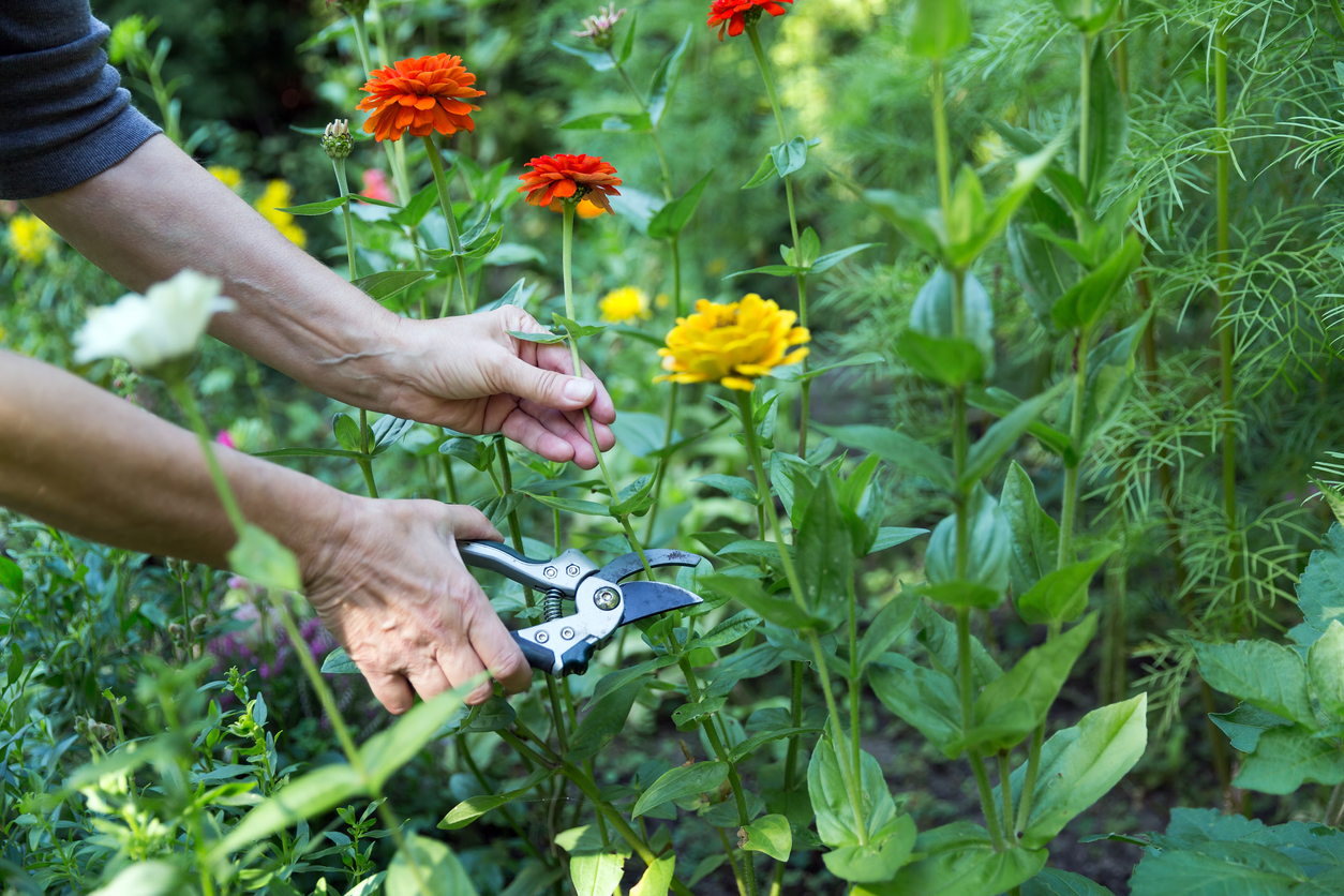 zinnia care