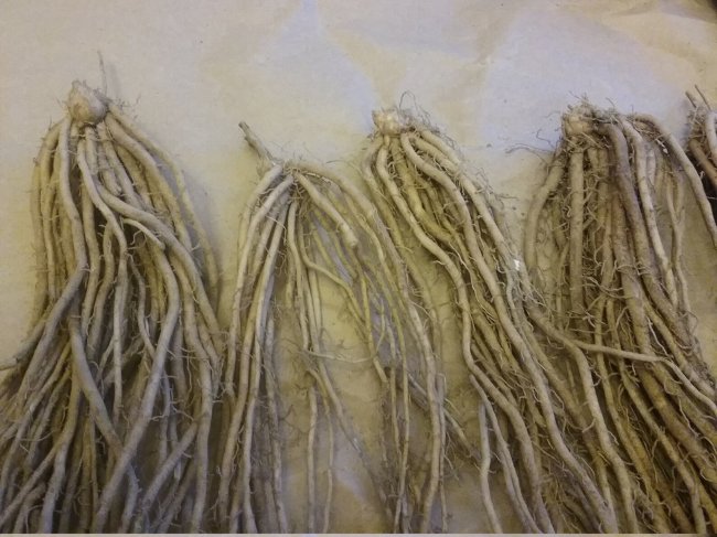 how to grow asparagus