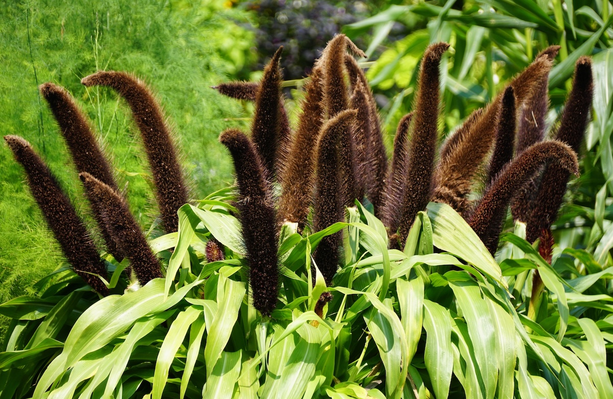 Dark cone-shaped ornamental millet flowers.