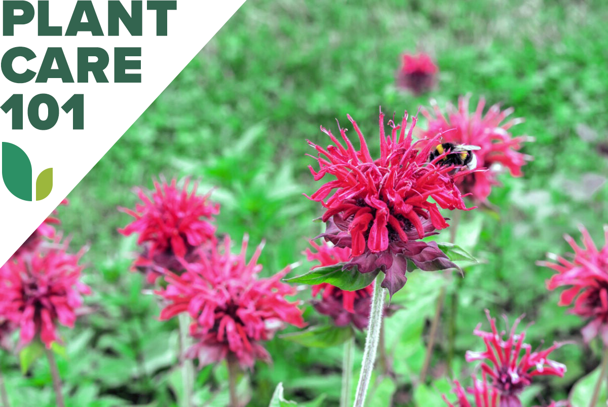 how to grow bee balm - bee balm plant care 101