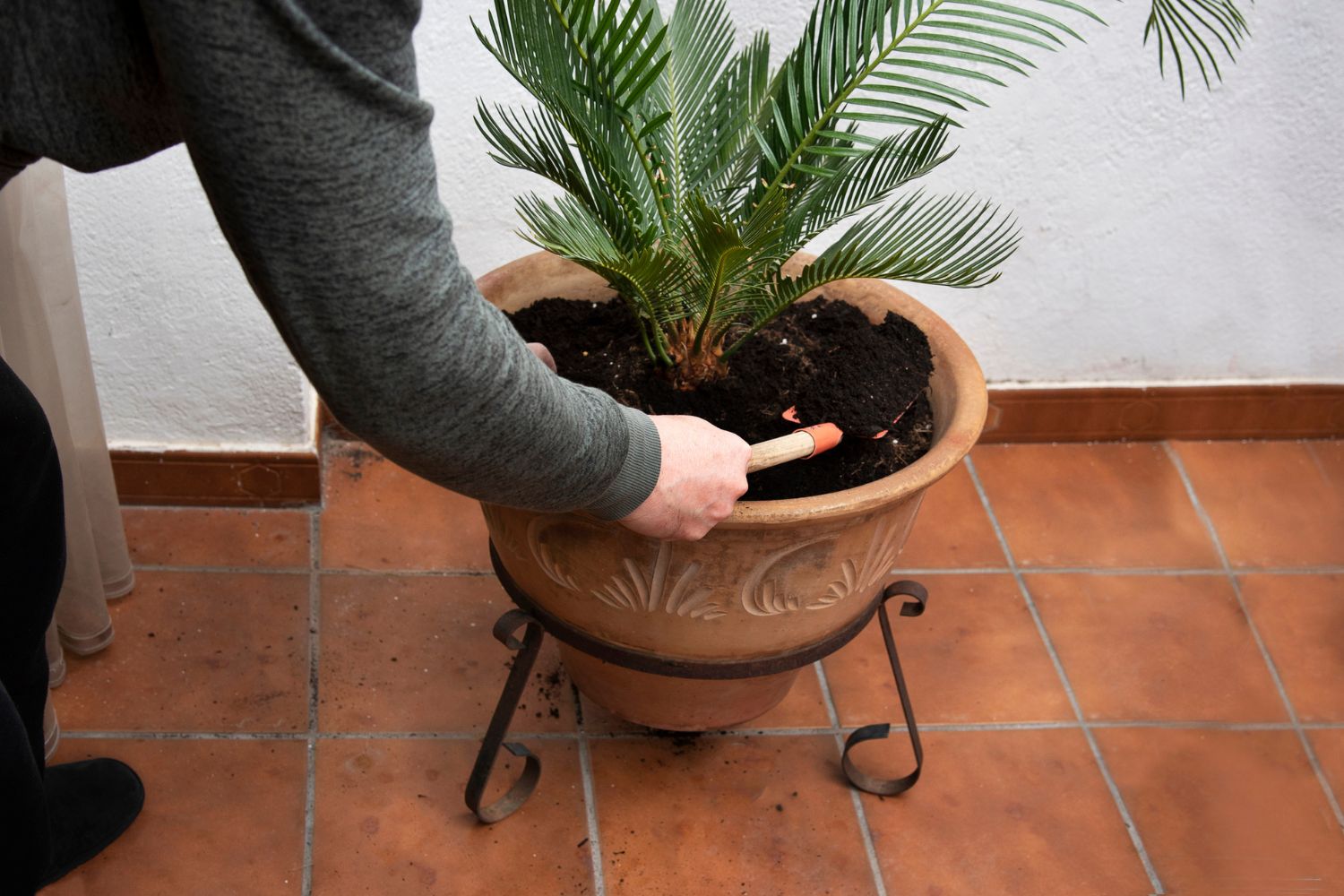 The Best Fertilizer For Palm Trees Options