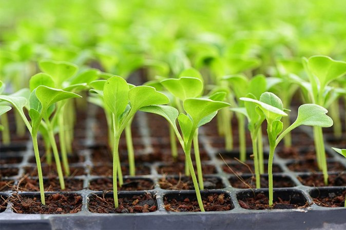 The Best Soil for Pothos Plants