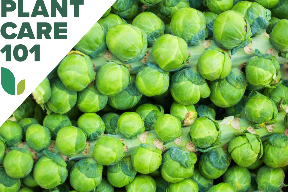 brussels sprouts plant care 101 - how to grow brussels sprouts