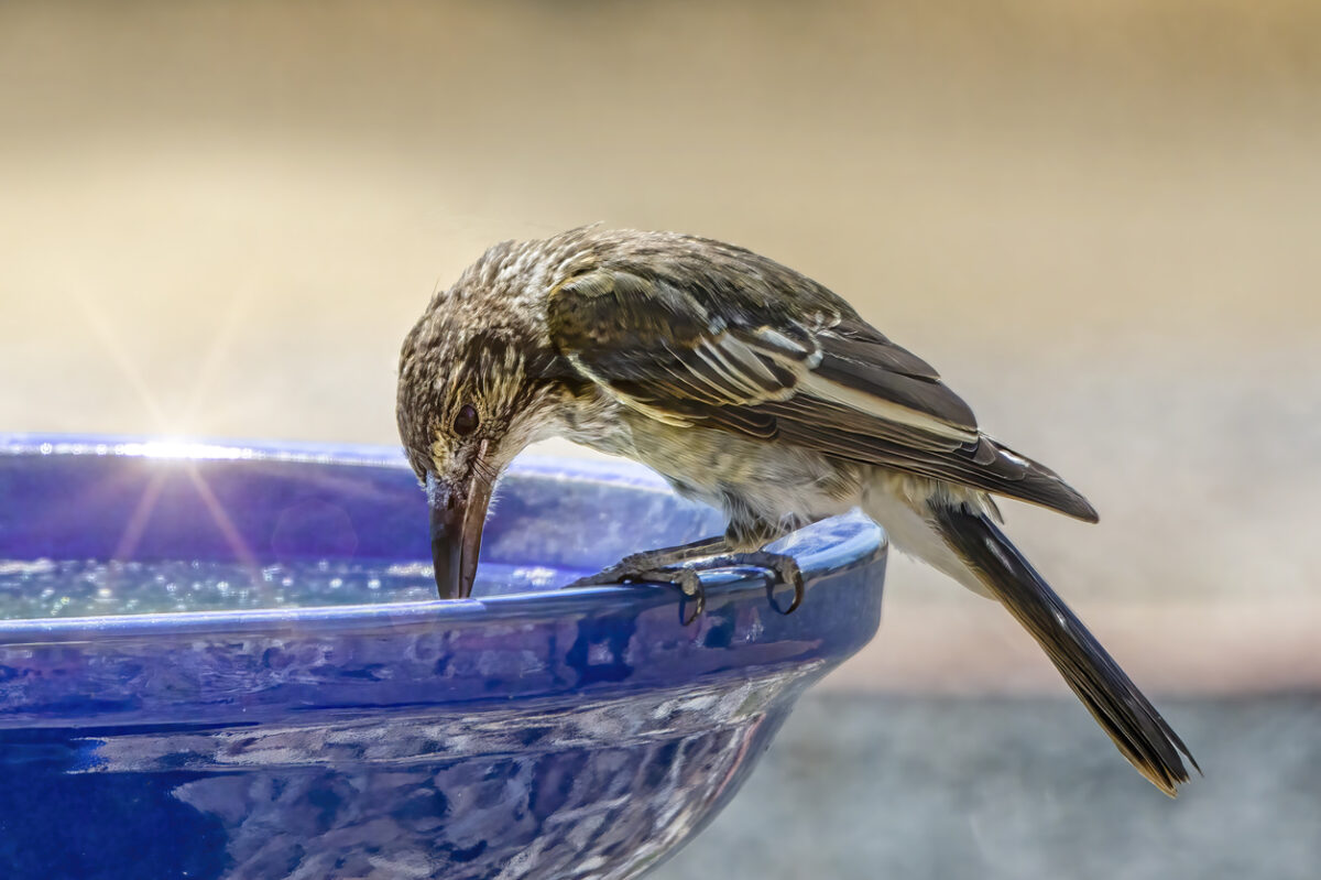 how to clean a bird bath