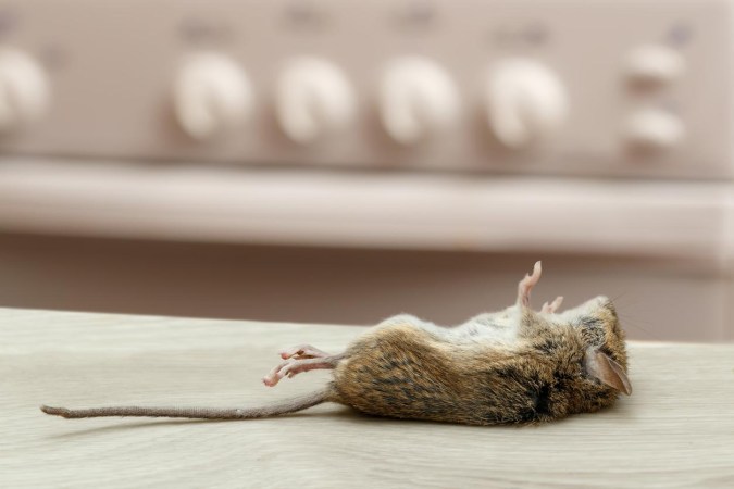 Solved! What Does a Dead Mouse Smell Like, and Does It Mean an Infestation?