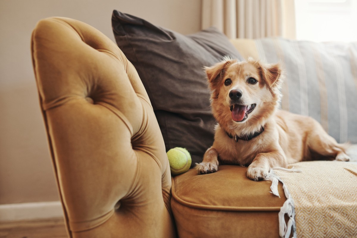 Our Favorite Products for Dog Owners and Homes with Dogs