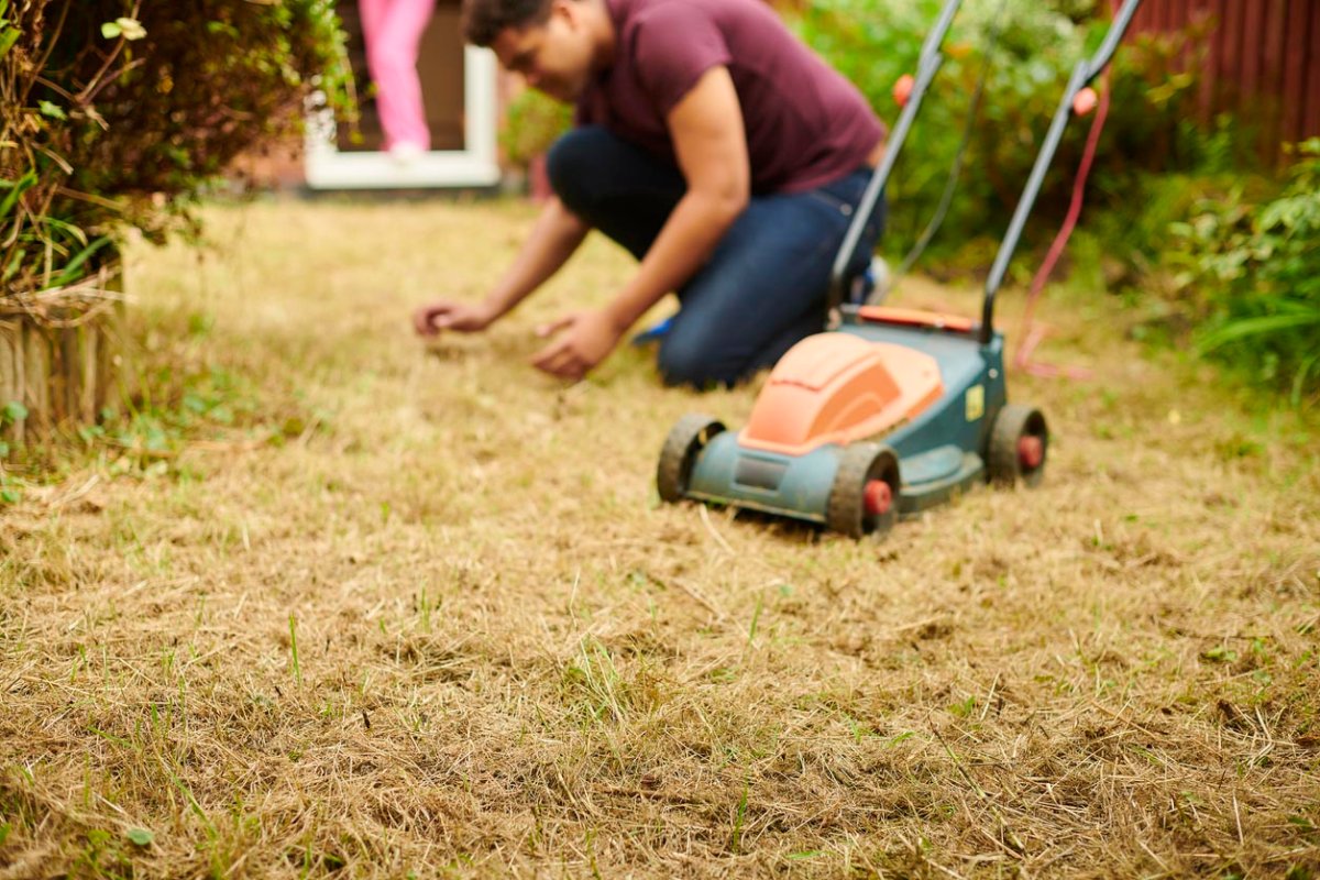 Heat-Stressed Lawn