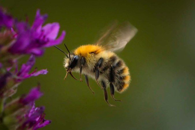 How To Get Rid of Bees (Without Harming Them)