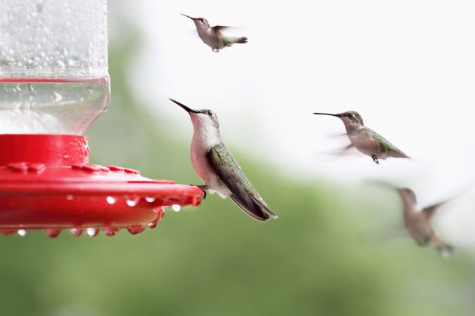 How to Keep Bees Away From Hummingbird Feeders Without Harming Them