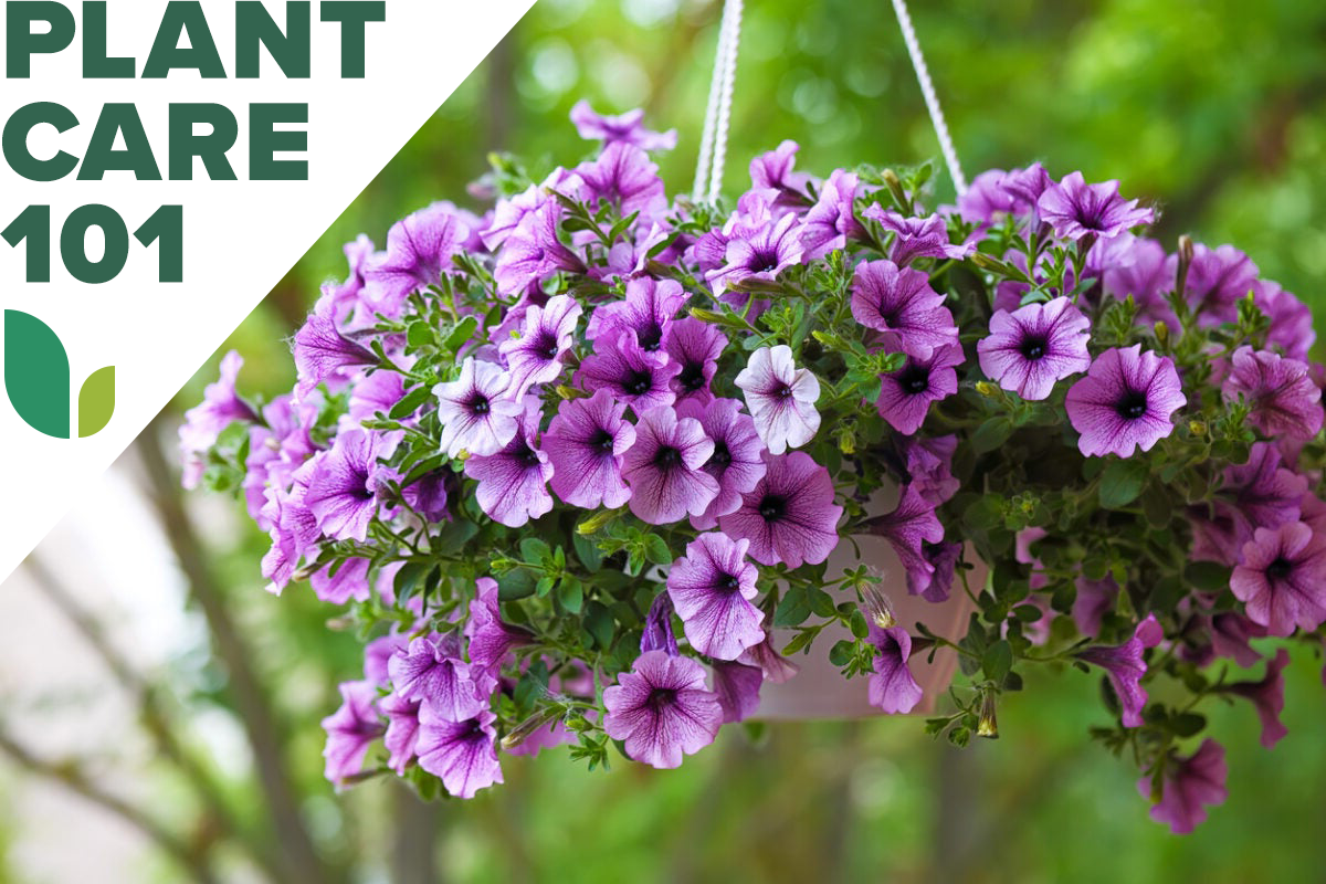 petunia plant care 101 - how to grow petunias