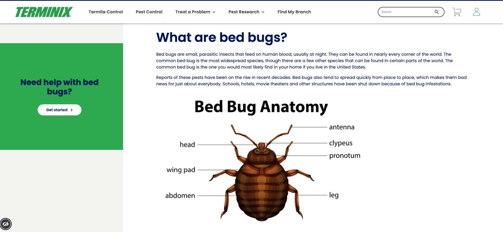 Terminix Insect Bee Terminix Review: What to Know Before You Hire